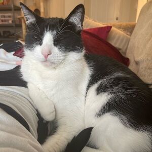 My cat for reference